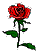 rememberance rose
